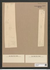 Synedra sp. (de-Toni-Nr.: Genus 66, Species 2596 ?) Zeichnungen Sammlung Grunow Nr. 5408 (NHMW-BOT-W0373839)